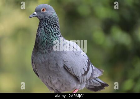 Portrait de Dove bleu dans la nature et pré avec arrière-plan flou Banque D'Images