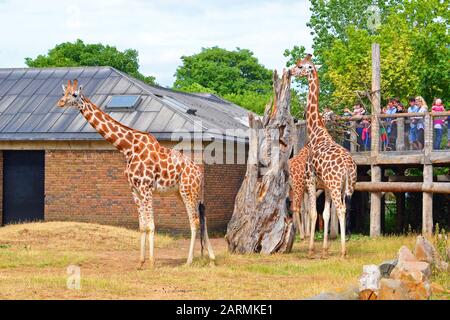 The Giraffe House Au Zoo De Londres, Londres, Angleterre, Royaume-Uni Banque D'Images