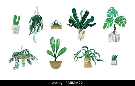 Ensemble de plantes tropicales vertes et cactus succulent sur fond blanc isolé. Collection moderne de plantes de maison pour le concept de design intérieur ou le décor écologique Illustration de Vecteur