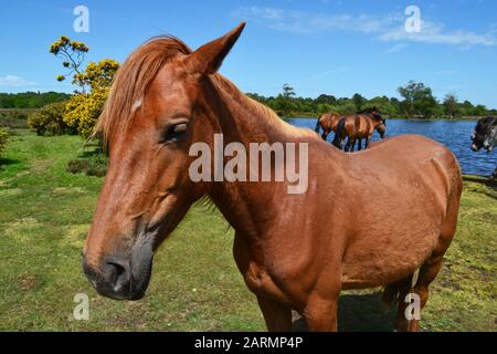 New Forest Horses À Côté De Whitten Pond, Burley, Hampshire, Royaume-Uni Banque D'Images