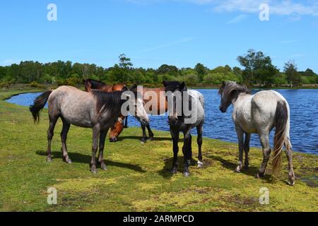 New Forest Horses À Côté De Whitten Pond, Burley, Hampshire, Royaume-Uni Banque D'Images