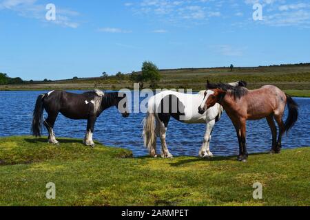 New Forest Horses À Côté De Whitten Pond, Burley, Hampshire, Royaume-Uni Banque D'Images