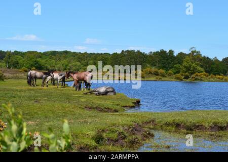 New Forest Horses À Côté De Whitten Pond, Burley, Hampshire, Royaume-Uni Banque D'Images