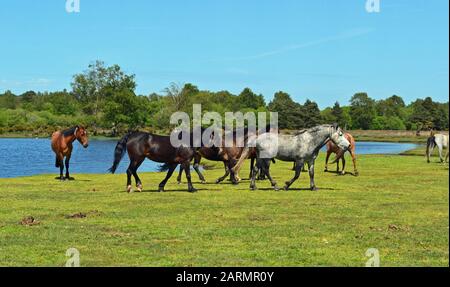 New Forest Horses À Côté De Whitten Pond, Burley, Hampshire, Royaume-Uni Banque D'Images