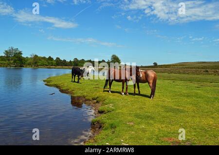 New Forest Horses À Côté De Whitten Pond, Burley, Hampshire, Royaume-Uni Banque D'Images