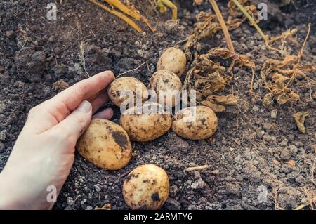 Avec un bouquet de pommes de terre fraîchement creusées à la main féminine Banque D'Images