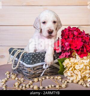 Chiot setter anglais dans une corbeille de fleurs Banque D'Images