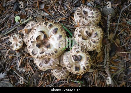 Champignon comestible Sarcodon imbricatus, qui pousse dans les forêts d'épinette. Banque D'Images