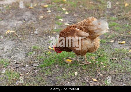 Poules pondeuses rouges marchant dans la cour de volaille à la recherche de certains aliments biologiques sur le sol à l'automne Banque D'Images