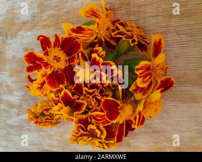 Vue de dessus sur les bourgeons frais de tagetes patula (marigold français) fleurs allongé sur une surface en bois séchage pour l'utilisation dans des boissons chaudes aromatisées en Ukraine Banque D'Images
