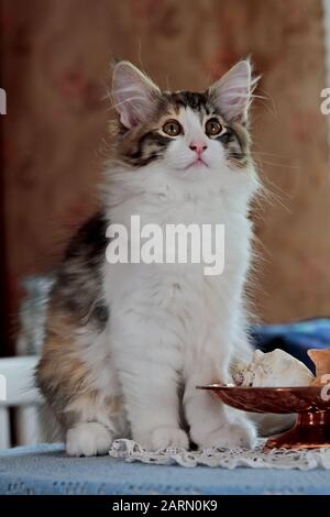 Un chatte de chat de forêt norvégienne doux assis sur une table à l'intérieur Banque D'Images