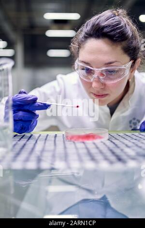 Assistant de laboratoire féminin avec boîte de Petri dans les mains sur fond flou Banque D'Images