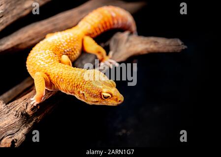 macro photo de léopard gecko sur le bois dans la forêt, isolée sur fond noir Banque D'Images