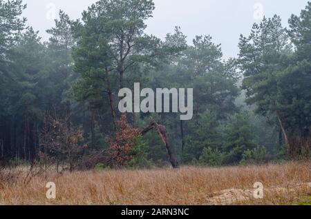 Brouillard dans la forêt du matin. Arbre brisé par un ouragan au centre au premier plan. Profitez de la beauté naturelle de la nature lors d'une promenade matinale. Banque D'Images