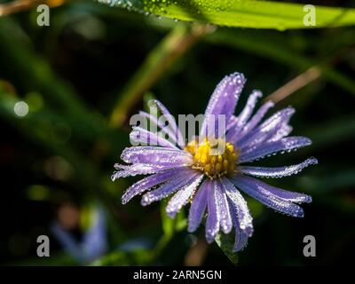 New York aster flower, Symphyotrichum novi-belgii, gros plan, dans un pré Banque D'Images