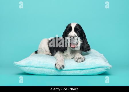 Chiot Cocker allongé sur un coussin bleu avec bouche ouverte sur un fond bleu Banque D'Images