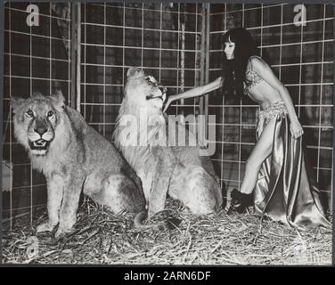 Stripteashow avec des lions À Partir du 1er décembre 1967 dans le Moulin Rouge à la danse de cabaret à Thorbeckeplein Amsterdam la danseuse Cleopatra à stripteakedancer se produit avec deux lions. Cleopatra est néerlandais, et est le premier dans notre pays à réaliser un spectacle de striptease avec deux lions Date: 23 novembre 1967 lieu: Amsterdam, Noord-Holland mots clés: Burlesque, danseurs, animaux, lions, striptease Nom personnel: Cleopatra Banque D'Images