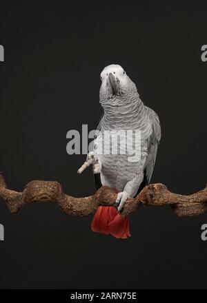 Gabon perroquet gris africain soulevant sa patte sur un fond noir avec de l'espace pour la copie dans une image verticale Banque D'Images