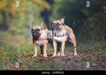 Deux chiens de race française de Bulldog se dressent à côté l'un de l'autre dans la forêt d'automne Banque D'Images
