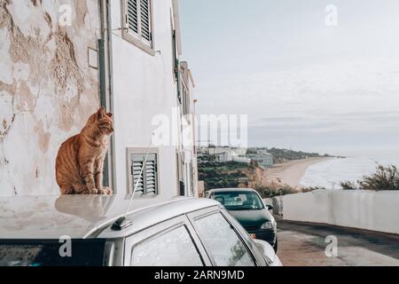 Cat se trouve sur le toit d'une voiture surplombant la région de l'Algarve au Portugal à Albufera Banque D'Images