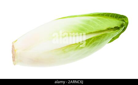 Endive belge frais mûr (chicorée commune blanche) isolée sur fond blanc Banque D'Images