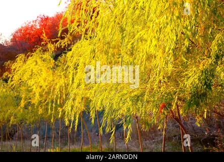 Rangée de saules en lumière du coucher du soleil pendant la saison d'automne Banque D'Images