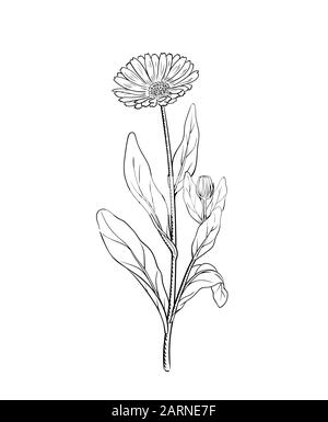 Illustration vecteur de calendula fleurs de souci officinal gravure croquis brindille vintage illustration botanique médecine alternative wildflower meadow aperçu un Illustration de Vecteur