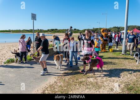 Illawarra, Australie - 20 mai 2018 : les amoureux de chiens et leurs chiens marchent sur les rives du Million annuel de Paws Walk pour lever de l'argent pour la RSPCA. Banque D'Images