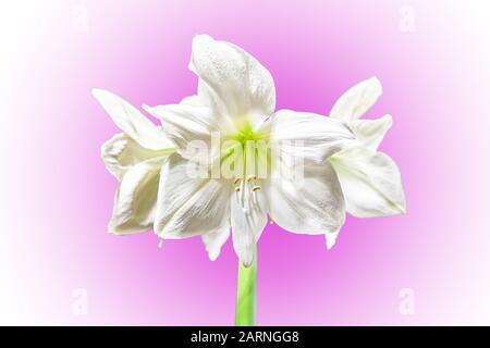 Grand blanc gracieux Amaryllis Hippeastrum floraison à l'extérieur, isolé sur un beau gradient de fond rose. Copie de l'espace Banque D'Images