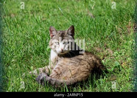 Le chat gris rayé se trouve sur l'herbe verte Banque D'Images