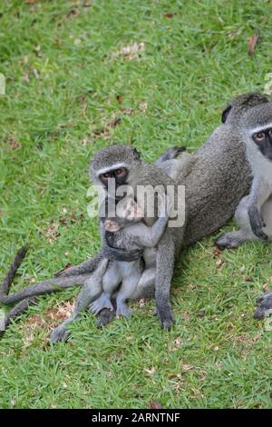 Singes vervet assis sur la pelouse, Umdloti, côte nord de KwaZulu-Natal, Afrique du Sud. Banque D'Images