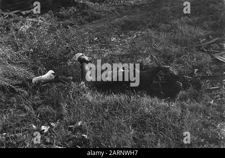 [DLC} Chinois Brûlé/Malang Dans la rue Gadang à Malang (Java est) 21 Chinois - après avoir été maltraités - sont enfermés dans une boucherie. Le bâtiment a alors été incendié, donc les Chinois ont été tués dans les flammes. L'auteur principal de ce crime odieux est une certaine Lasmoe, qui, par sa méthode d'intimidation de la population, s'est sentie si sûre qu'il a été laissé à Malang lorsque les troupes néerlandaises ont occupé cette ville. En direction de la population, il a été emprisonné pour ne pas pouvoir échapper à sa justice Date: 24 juillet 1947 lieu: Indonésie, Java, Hollandais East Indies, Tegal Banque D'Images