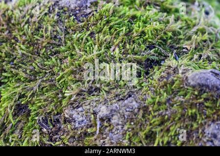 Fond vert naturel, lichen sur surface cultivée à la mousse près Banque D'Images