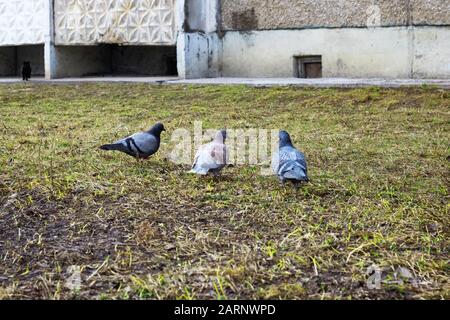 Trois pigeons assis sur l'herbe près Banque D'Images