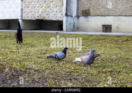 Trois pigeons assis et chat chasse Banque D'Images