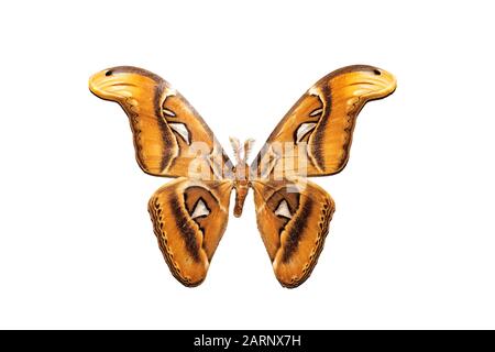 Gros papillon avec ailes jaunes, isoler sur fond blanc, Atlas d'attacus Banque D'Images