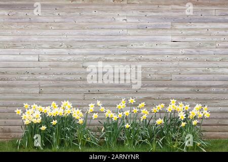 Jonquilles poussant au printemps contre un bâtiment en bois, avec copyspace idéal pour un fond ou modèle Banque D'Images