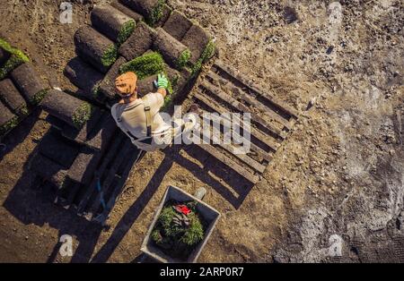 Vue Supérieure De L'Installation De L'Herbe. Technicien De Jardin Caucasien Et Rouleaux De Gazon Naturel. Industrie Du Jardinage Et Du Paysagisme. Banque D'Images