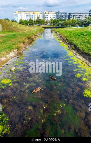 Fleurs aquatiques et deux canards à l'embouchure d'un ruisseau en face de la mer Baltique à Västra Hamnen, Malmo, Suède Banque D'Images