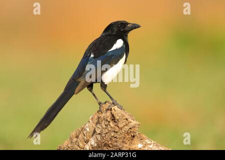 Magnifique magpie perchée dans une branche avec un fond vert Banque D'Images