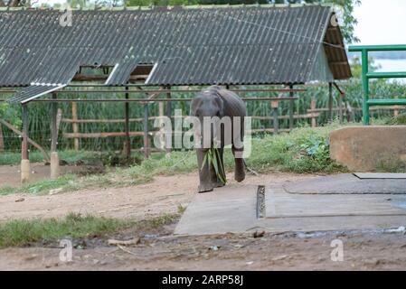 Camp de réfugiés de l'éléphant Sri-lankais. 'Udawalawe' Transit Home est un refuge pour les bébés éléphants, la majorité qui ont été affectés par la tragique inciden Banque D'Images