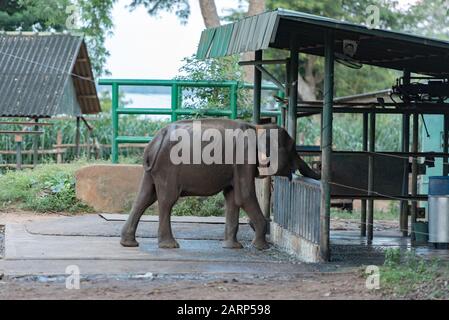 Camp de réfugiés de l'éléphant Sri-lankais. 'Udawalawe' Transit Home est un refuge pour les bébés éléphants, la majorité qui ont été affectés par la tragique inciden Banque D'Images