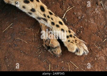 Guépard nommé 'Eddie', gros plan des pattes avant, Réserve naturelle du Lion et du Rhino Park, Kromdraai, Krugersdorp, West Rand, Gauteng Province, Sou Banque D'Images