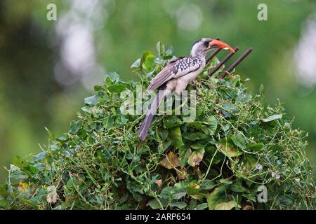 Hornbill (Tockus kempi), Gambie. Banque D'Images