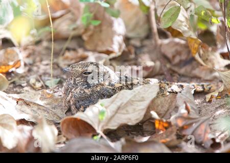 Nightjar à ailes standard (Macrodipteryx longipennis) roosting sur le sol dans une forêt, Gambie. Banque D'Images