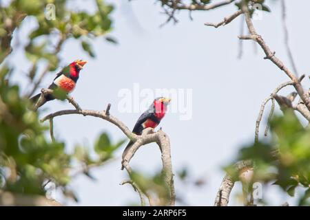 Barbets barbu (Lybius dubius), près De La Réserve forestière de Farasuto, Gambie. Banque D'Images