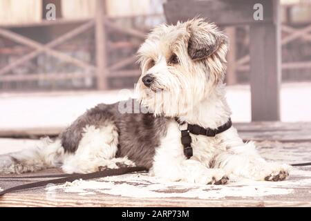 Petit chien de yorkshire york dans le parc de la plage. Promenade en plein air de petit chien.Mini-chien s'allonger sur le sable. Banque D'Images