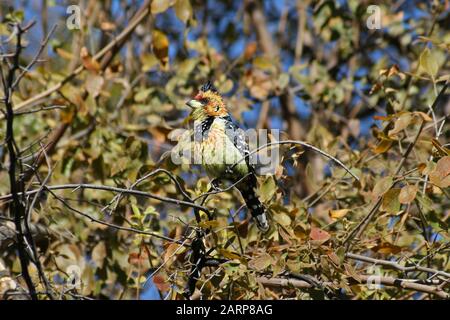 Barbet couté dans l'arbre, Parc national Kruger, Mpumalanga, Afrique du Sud. Banque D'Images