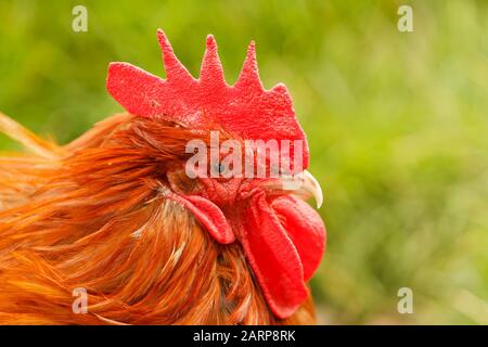 Portrait de Common Brown Cockerall Nom latin Gallus gallus domesticus une race populaire de poulet domestique Banque D'Images