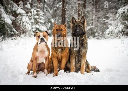 Trois amis chiens assis dans la forêt pendant une journée hivernale enneigée Banque D'Images